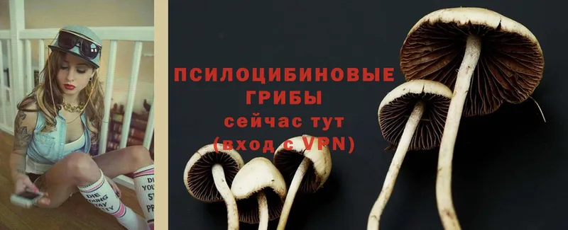 Псилоцибиновые грибы Psilocybine cubensis Венёв